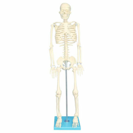 بازی آموزشی مولاژ اسکلت بدن انسان مدل Skeleton85
