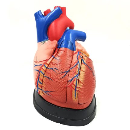 بازی آموزشی مدل مولاژ قلب انسان 5 قسمتی