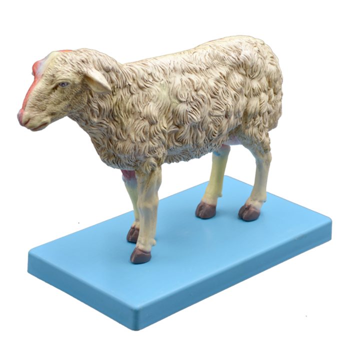 بازی آموزشی مدل مولاژ آناتومی گوسفند کد A021