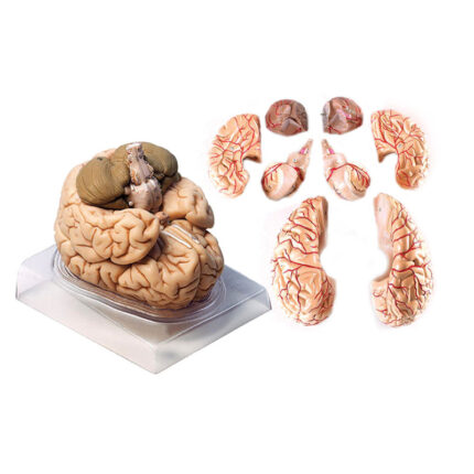 بازی آموزشی مدل مولاژ مغز انسان کد A8 مجموعه 8 عددی
