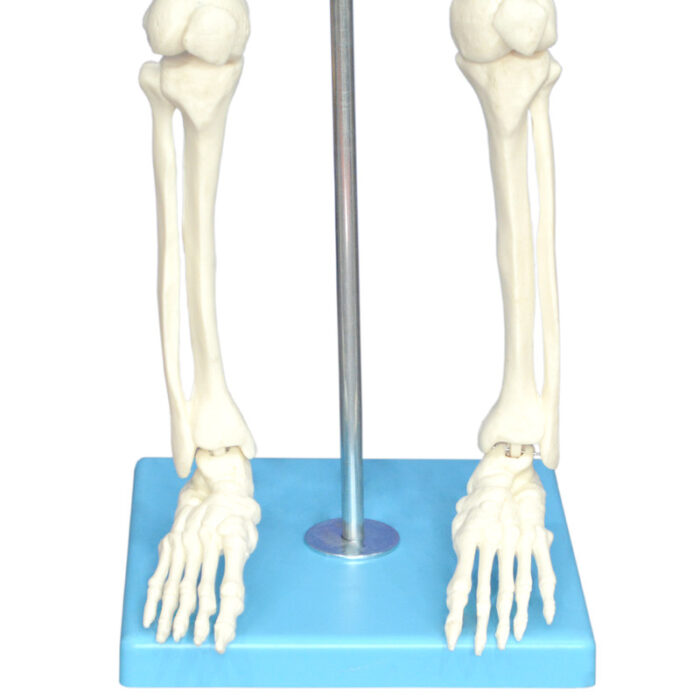بازی آموزشی مولاژ اسکلت بدن انسان مدل Skeleton85
